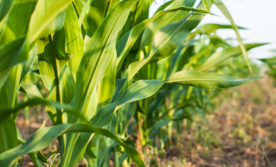 Corn crop leaves