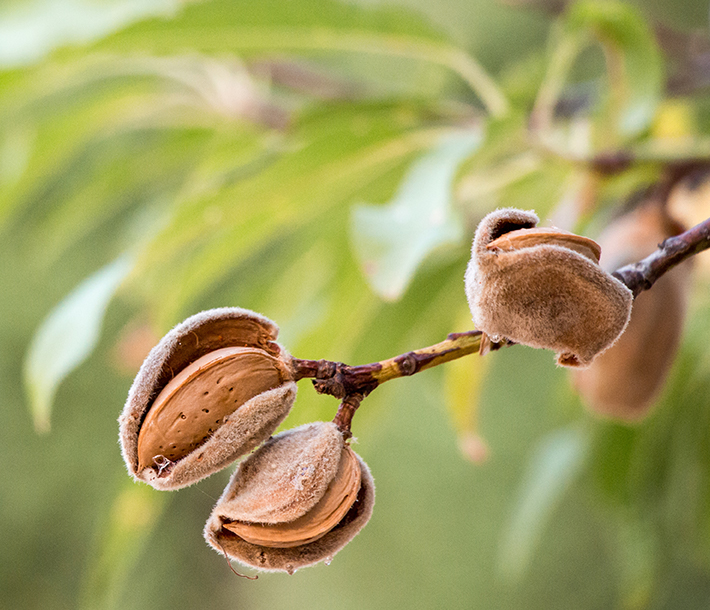 Almond nuts on branch of almond tree