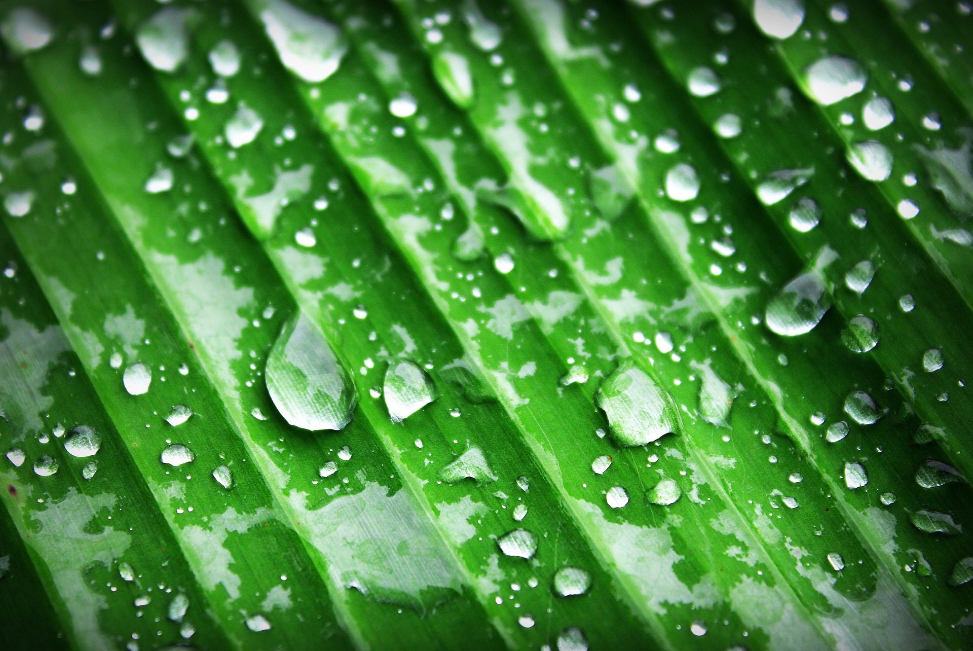 water droplets accumulating on a green leaf