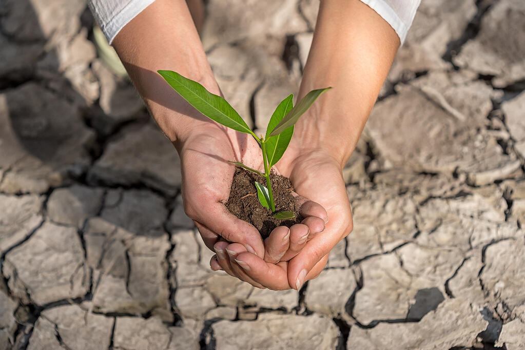 person holding soil with plant sprouting out of it on a clay background