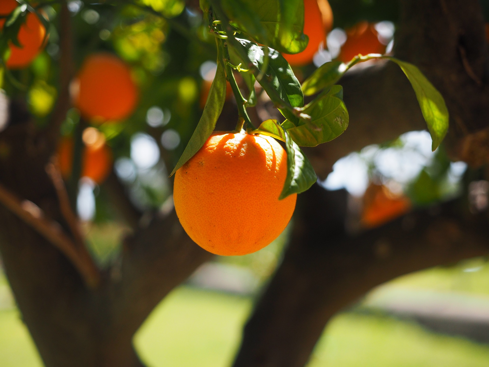sunlit orange hanging off of a tree
