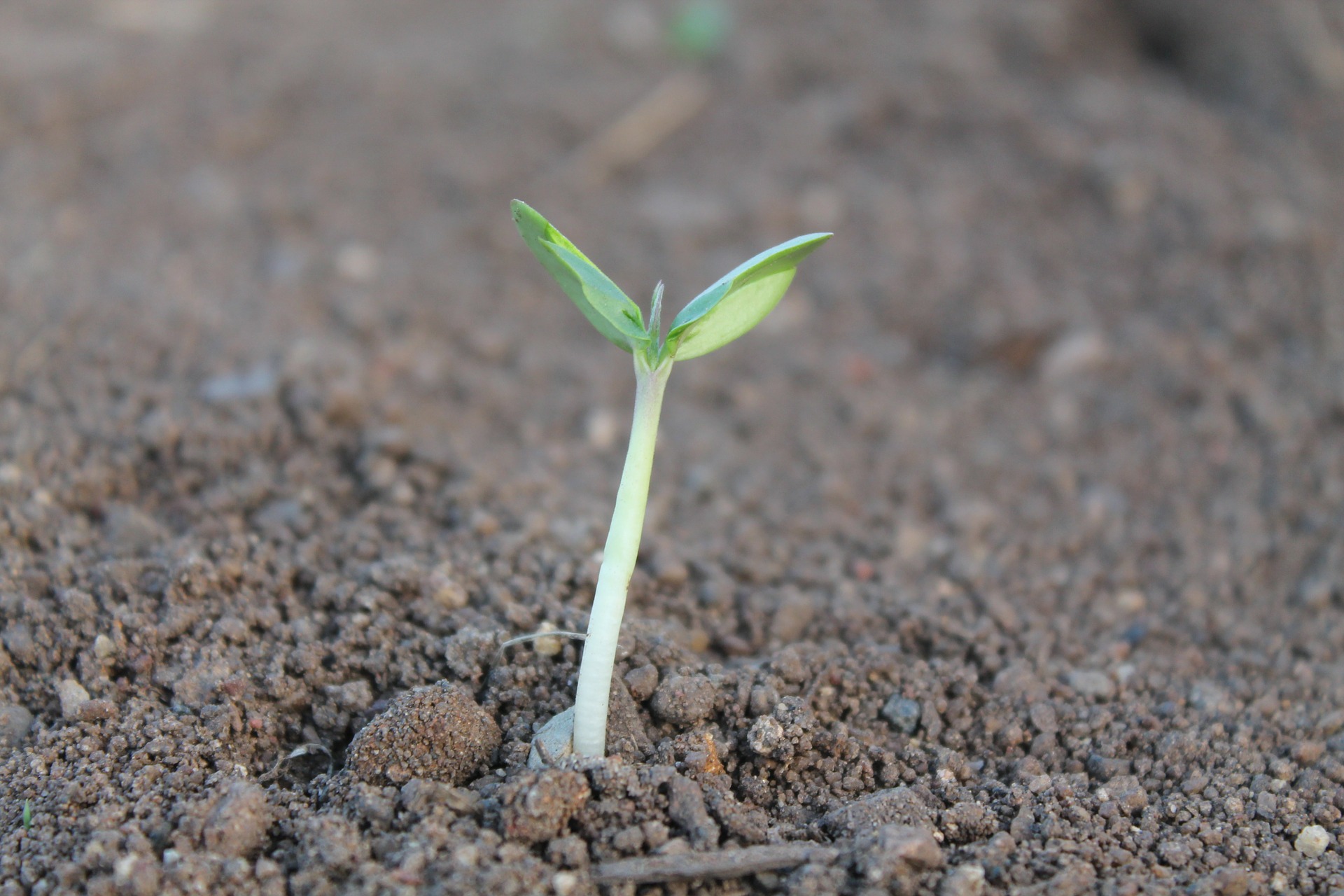 small sapling sprouts out of the soil