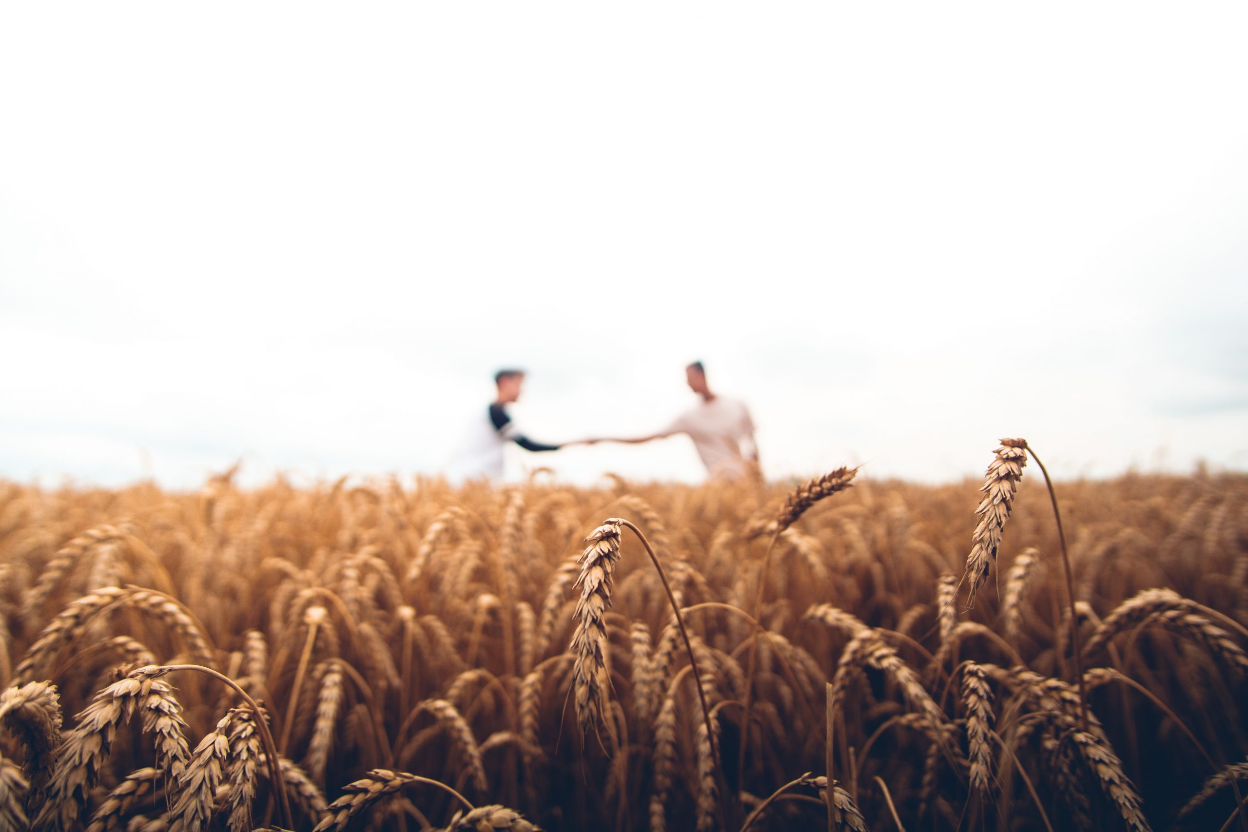 Two farmers shaking hands in a field of crops