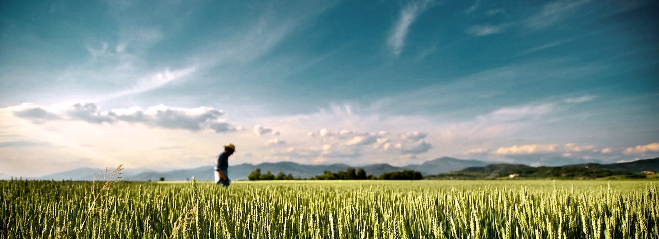 Farmer walking through a corn field.
