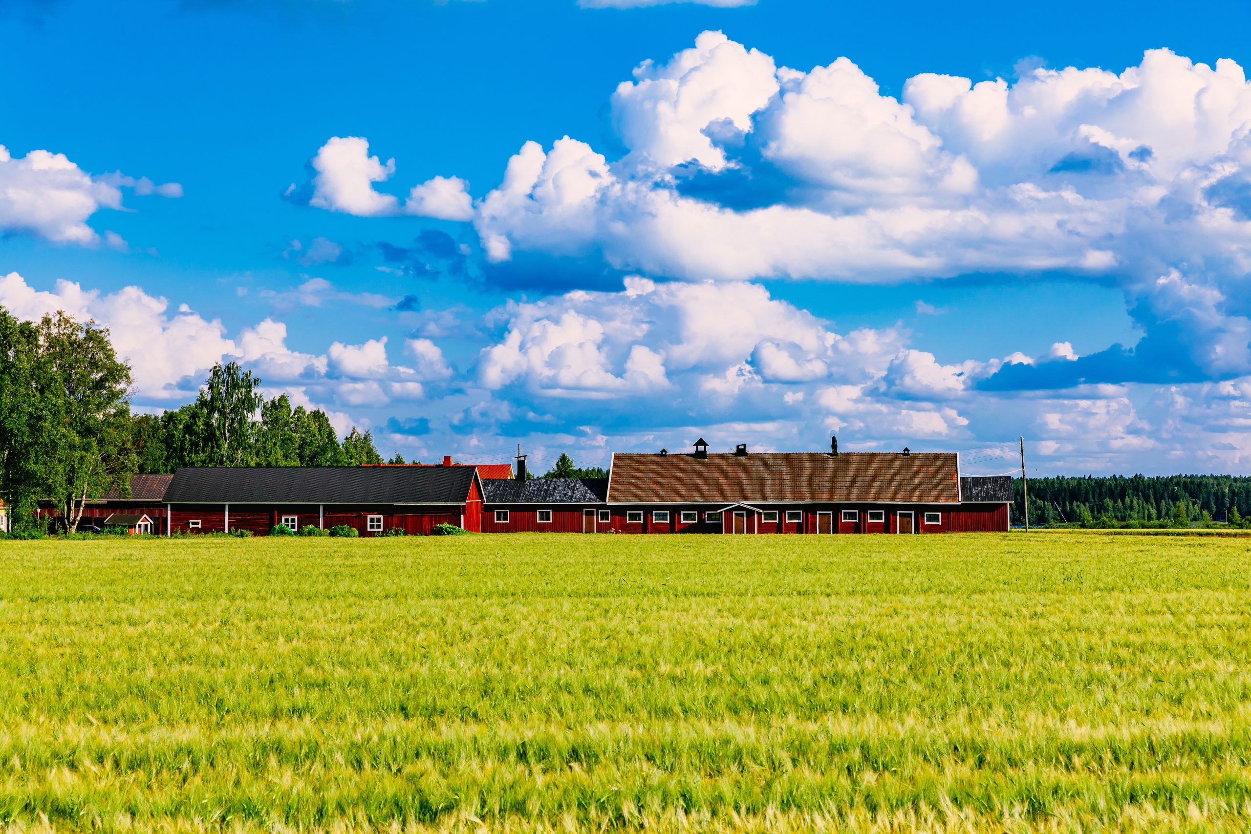Red farm buildings and green field of summer wheat in Finland